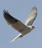 White-tailed Kite